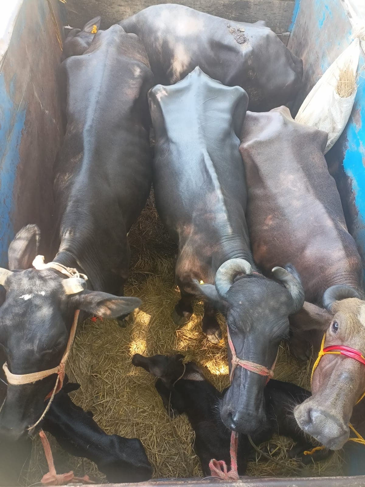 मवेशी लदा वाहन