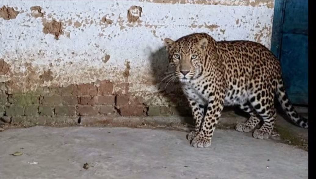 कुजरा गांव के पास दिखा संदिग्ध वन्यजीव, तस्वीर सामने आने से ग्रामीणों में दहशत
