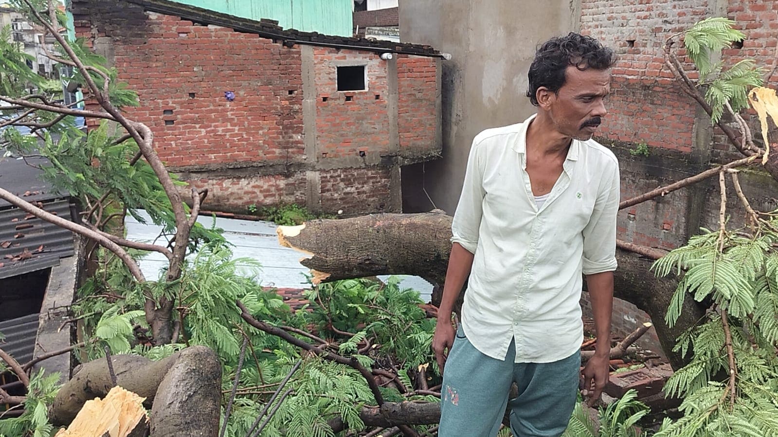 दो घरों पर गिरा विशाल पेड़, परिवार के लोग बाल-बाल बचे दो घरों पर गिरा विशाल पेड़, परिवार के लोग बाल-बाल बचे