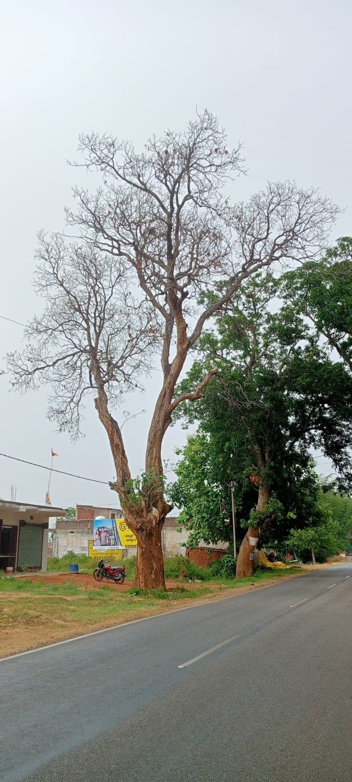 मुख्य सड़कों के किनारे सूखे पेड़ बने खतरे का सबब मुख्य सड़कों के किनारे सूखे पेड़ बने खतरे का सबब